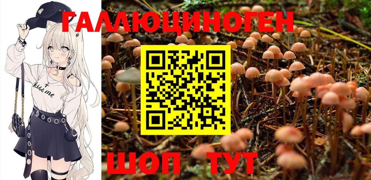 Псилоцибиновые грибы Psilocybine cubensis Ивантеевка